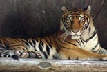Sri Racha Tiger Zoo 